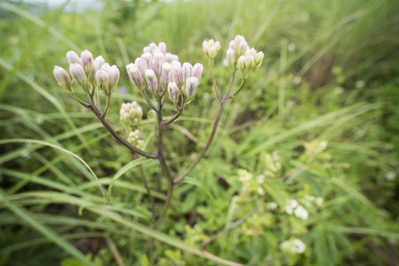 Syneilesis intermedia, photographed by Licheng Shih