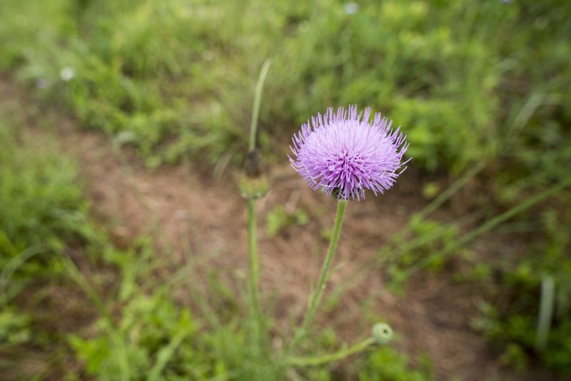 Cirsium lineare, photographed by Licheng Shih