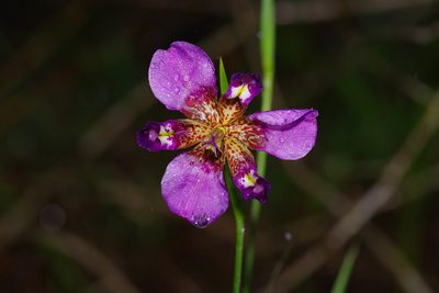 Alophia drummondii, photographed by Michelle W. （鍾偉瑋）