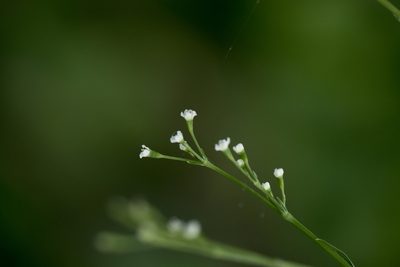 Cryptotaenia japonica, photographed by Licheng Shih