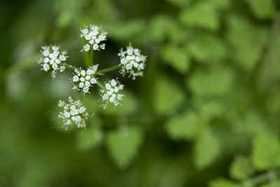 Oenanthe javanica, photographed by Licheng Shih