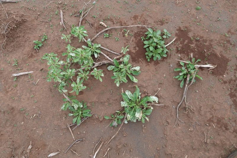 Lepidium oblitum, photographed by Dave Boyle