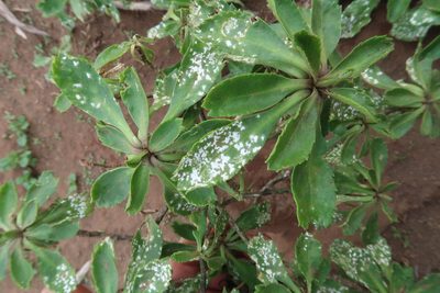 Lepidium oblitum, photographed by Dave Boyle