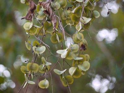 Dioscorea alata, photographed by Dinesh Valke