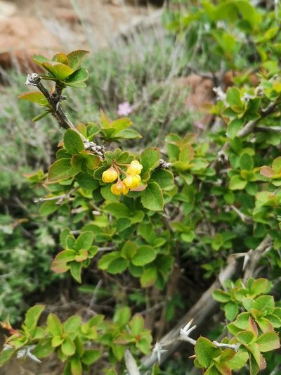Berberis aetnensis, photographed by Roland Godon
