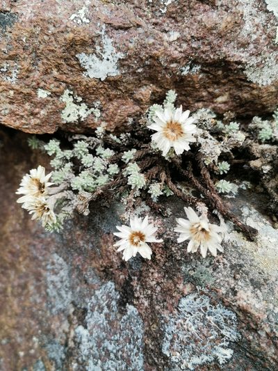 Castroviejoa frigida, photographed by Roland Godon