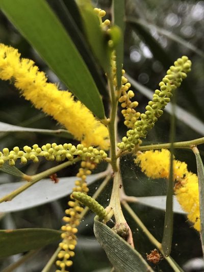 Acacia leptostachya, photographed by elawrey