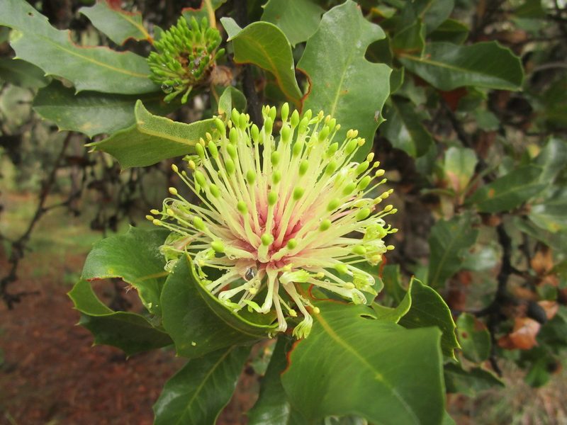 Banksia ilicifolia, photographed by A.J. Anderson