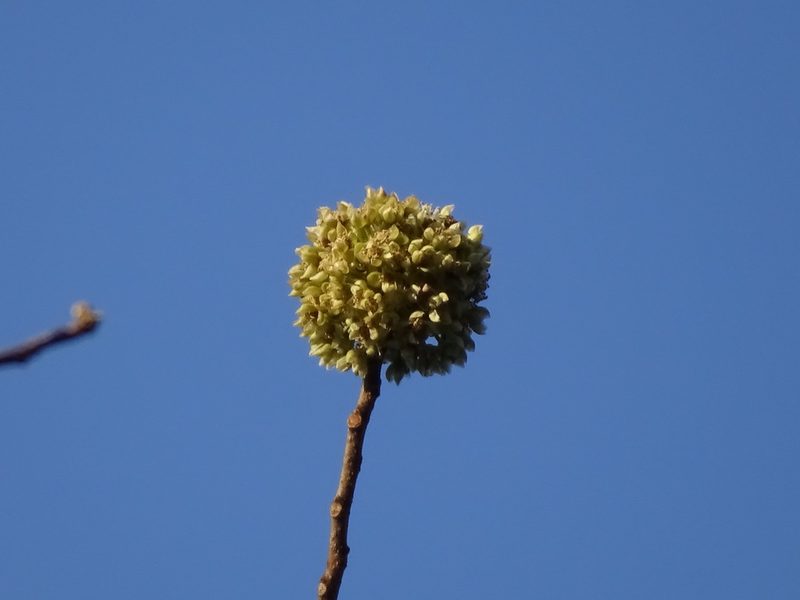 Casearia laetioides, photographed by Alexis López Hernández