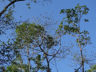 Casearia laetioides, photographed by Alexis López Hernández