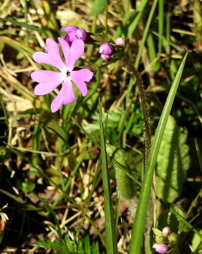 Primula sieboldii, photographed by Анна Васильченко