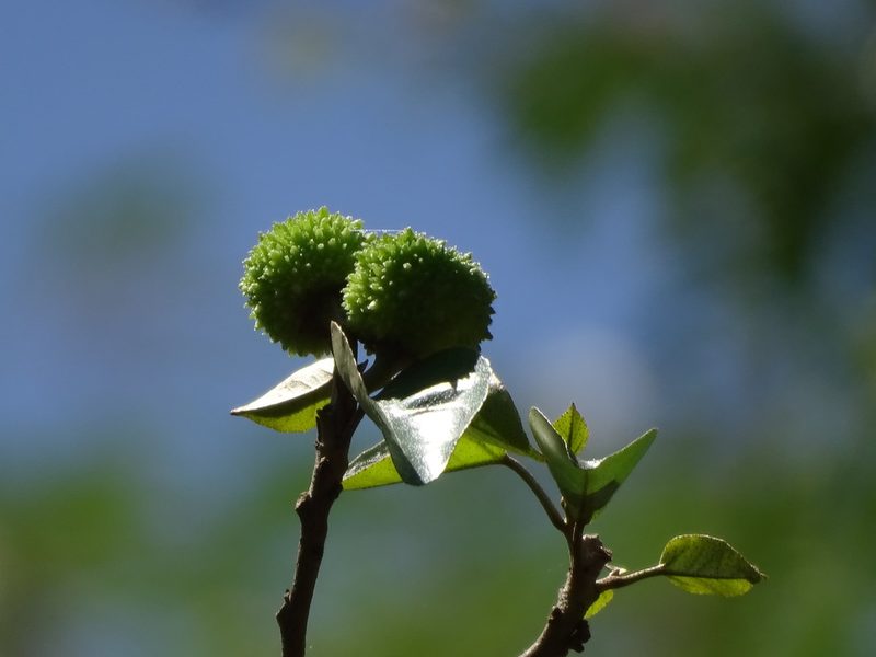 Croton arboreus, photographed by Alexis López Hernández