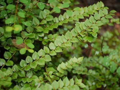 Capparis rotundifolia, photographed by Dinesh Valke