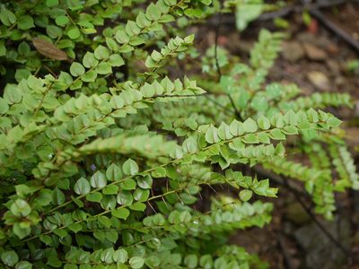 Capparis rotundifolia, photographed by Dinesh Valke