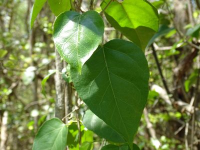 Croton arboreus, photographed by Alexis López Hernández