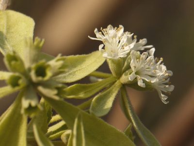 Symphorema involucratum, photographed by Dinesh Valke