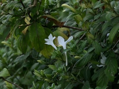 Barleria lawii, photographed by Dinesh Valke