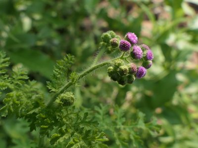 Cyathocline purpurea, photographed by Dinesh Valke