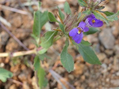 Hygrophila auriculata, photographed by Dinesh Valke