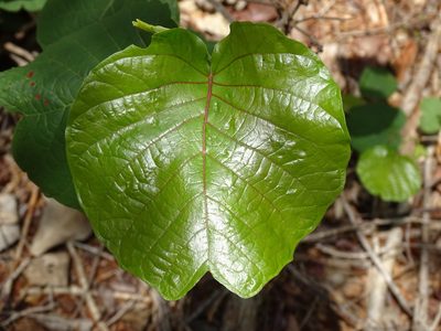 Neomillspaughia emarginata, photographed by Alexis López Hernández
