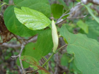 Neomillspaughia emarginata, photographed by Alexis López Hernández