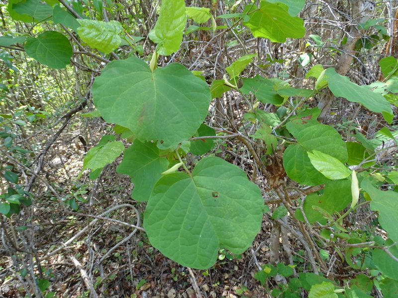 Neomillspaughia emarginata, photographed by Alexis López Hernández