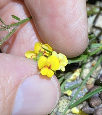 Chorizema parviflorum, photographed by Greg Tasney