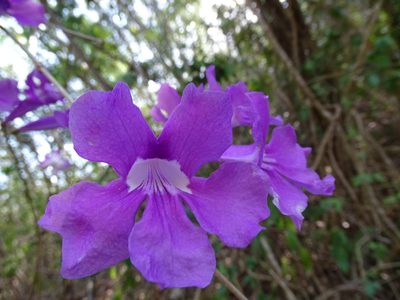 Bignonia neoheterophylla, photographed by Alexis López Hernández