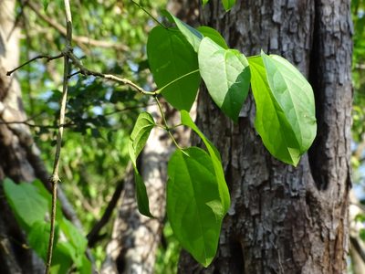 Bignonia neoheterophylla, photographed by Alexis López Hernández