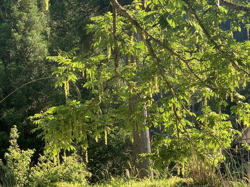 Pterocarya rhoifolia, photographed by kamataryo