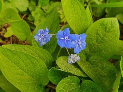 Omphalodes verna, photographed by lillasorgmantel