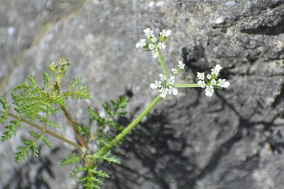 Caucalis platycarpos, photographed by Pavel Kacl