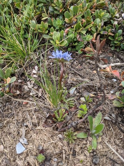 Jasione laevis, photographed by Pieter Huybrechts