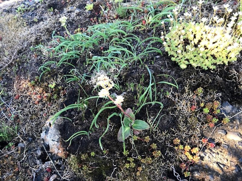 Micranthes hitchcockiana, photographed by Lee Cain