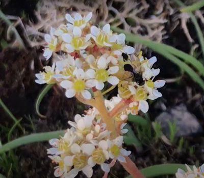 Micranthes hitchcockiana, photographed by Lee Cain