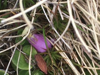 Soldanella pusilla, photographed by seakmus