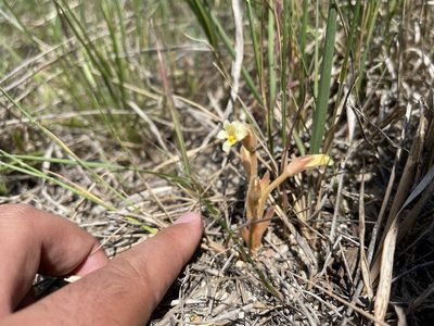 Orobanche fasciculata, photographed by Brandon Corder