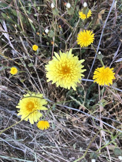 Agoseris hirsuta, photographed by Pen37fd