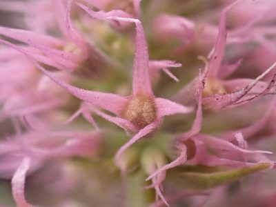 Agastache parvifolia, photographed by Trevor Van Loon