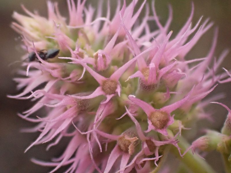 Agastache parvifolia, photographed by Trevor Van Loon