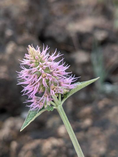 Agastache parvifolia, photographed by Trevor Van Loon