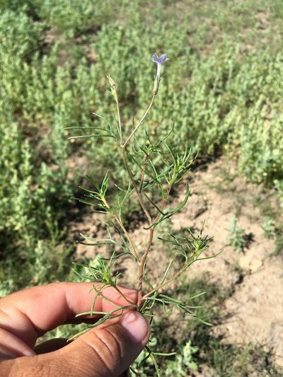 Ipomopsis laxiflora, photographed by Cecelia Alexander