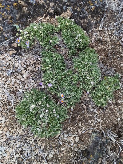 Erigeron elegantulus, photographed by Trevor Van Loon