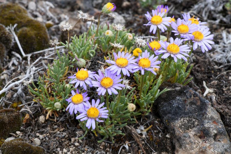 Erigeron elegantulus, photographed by Trevor Van Loon