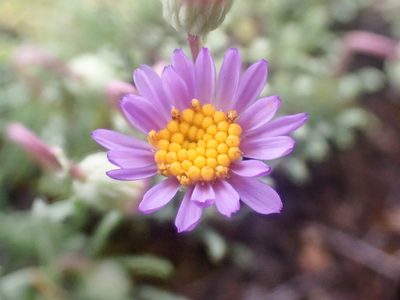 Erigeron elegantulus, photographed by Trevor Van Loon