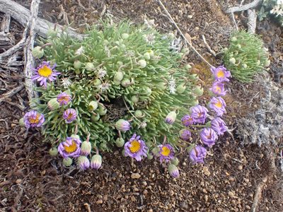Erigeron elegantulus, photographed by Trevor Van Loon