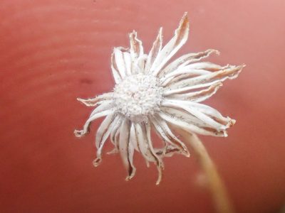 Erigeron elegantulus, photographed by Trevor Van Loon
