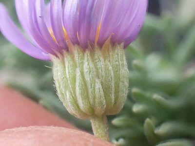 Erigeron elegantulus, photographed by Trevor Van Loon