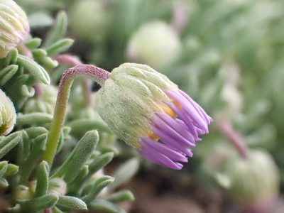 Erigeron elegantulus, photographed by Trevor Van Loon