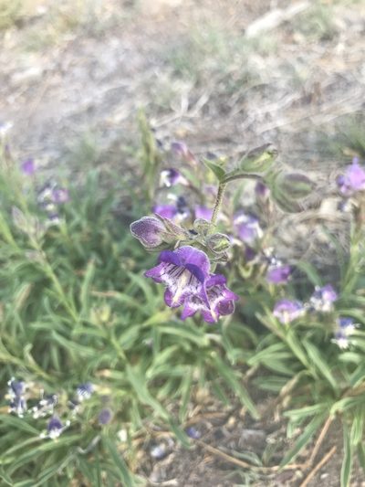 Penstemon ophianthus, photographed by brettaugust